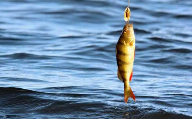 Balıq və digər su bioresurslarının idman və həvəskar ovuna tətbiq edilmiş qadağa başa çatıb 