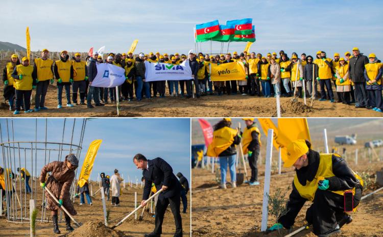 Yelo Bank dedi və etdi: hər müştəri üçün bir ağac! 