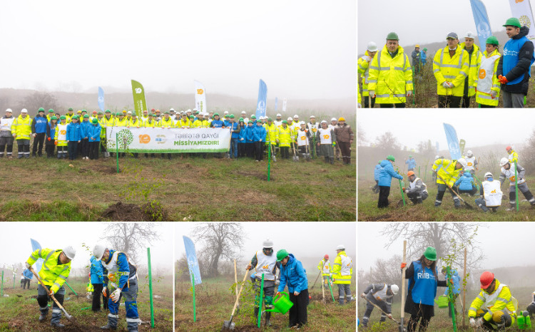 Series of tree-planting campaigns held in Dashkasan district 
