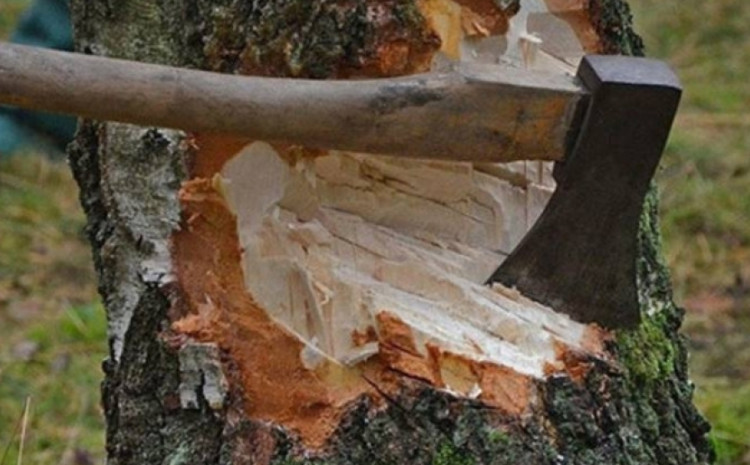 Ekoloji qaydalar pozuldu - yaşıllıqlara 133 min manat ziyan vuruldu 