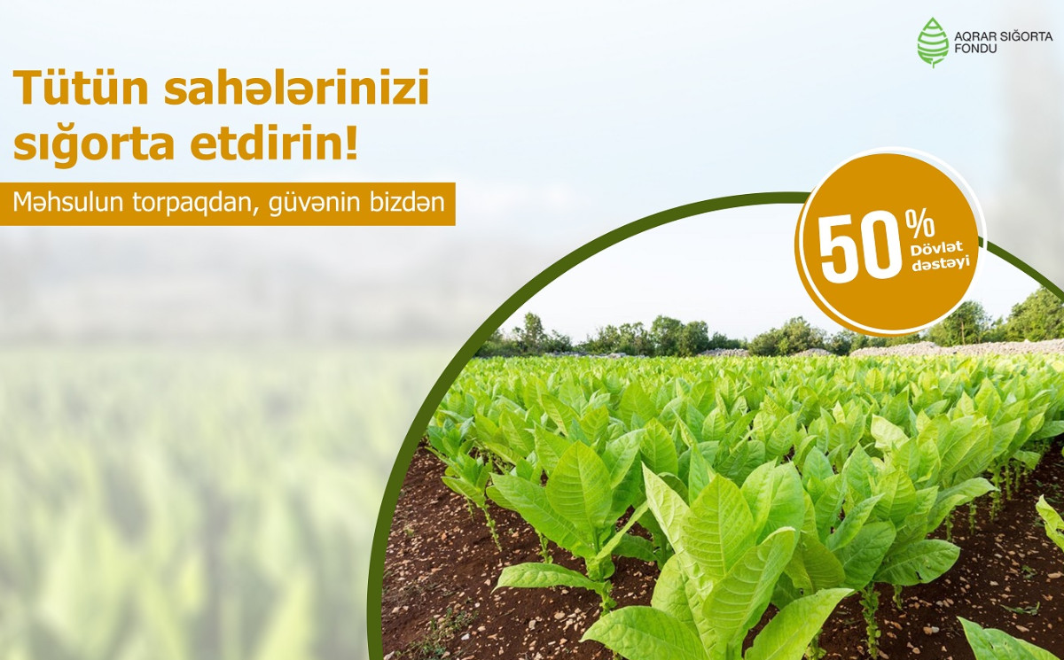 Azərbaycanda tütün əkinlərinin sığortası davam edir - ŞƏRTLƏR, MƏBLƏĞLƏR