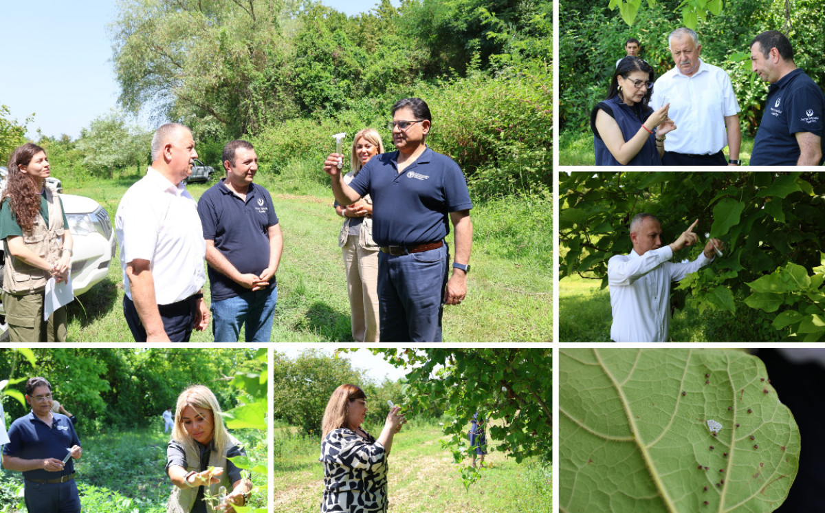 Azərbaycanda yetişdirilən samuray arıları ilk dəfə təbiətə buraxılıb 