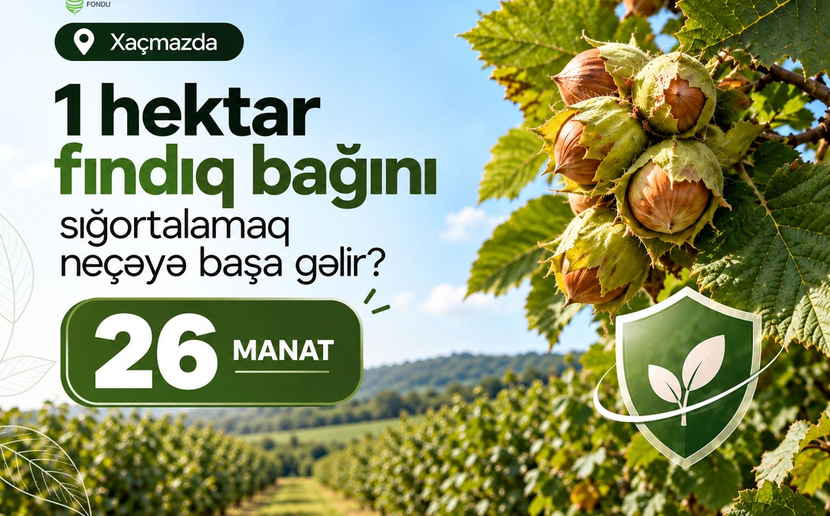 Xaçmazda fındıq bağını sığortalamaq neçəyə başa gəlir? - ŞƏRTLƏR, MƏBLƏĞLƏR