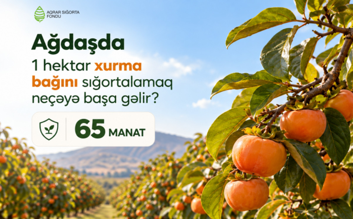 Ağdaşda xurma bağlarını sığortalamaq neçəyə başa gəlir? - ŞƏRTLƏR, MƏBLƏĞLƏR